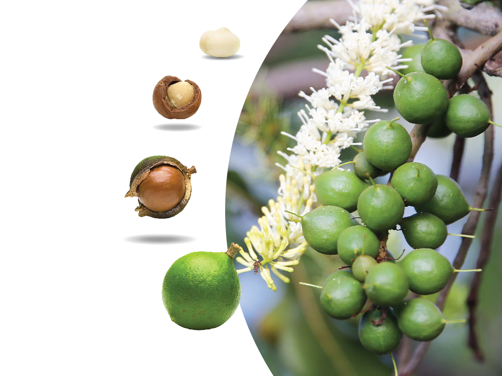 Loans for Investment and Development of macadamia trees for Individual Customers